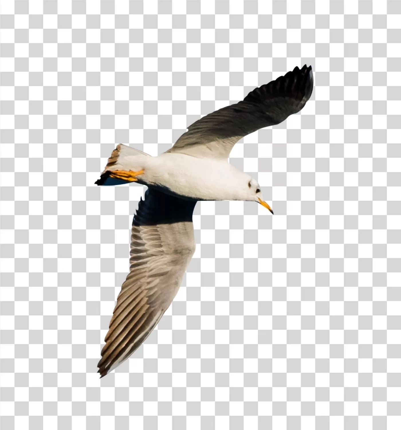Seagull bird coastal seabird transparent PNG image