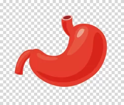 Stomach organ medical illustration transparent image