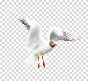 White Seagull bird sea bird transparent image