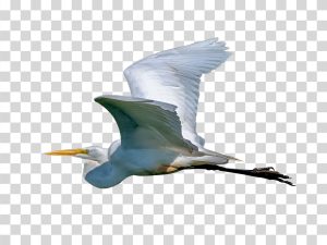 Egret-Graceful-Water-Bird