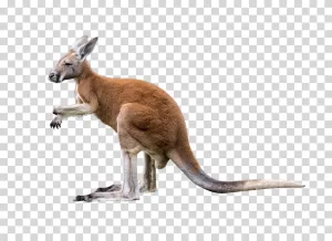 Kangaroo-Iconic-Australian-Marsupial