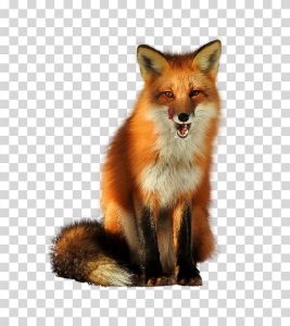 Red Fox Beautiful Wildlife Animal