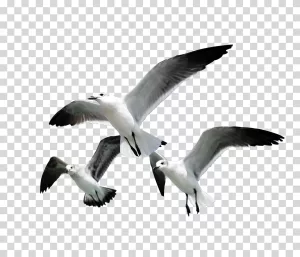 Three-Seagulls-Coastal-Birds