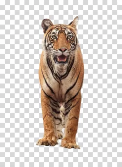Tiger Majestic Wild Animal