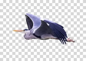 Heron Bird Elegant Wildlife