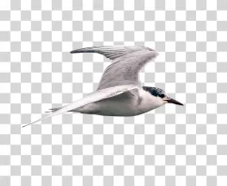 Tern Seabird PNG Download