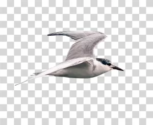 Tern Seabird PNG Download