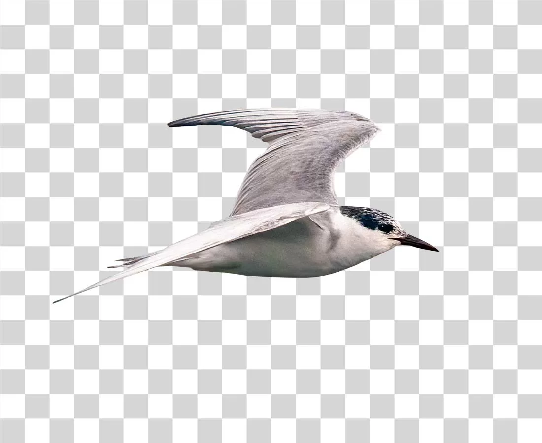 Tern Seabird PNG Download
