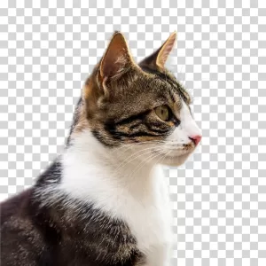 Cat Domestic Animal Feline Pet Cute Mammal PNG