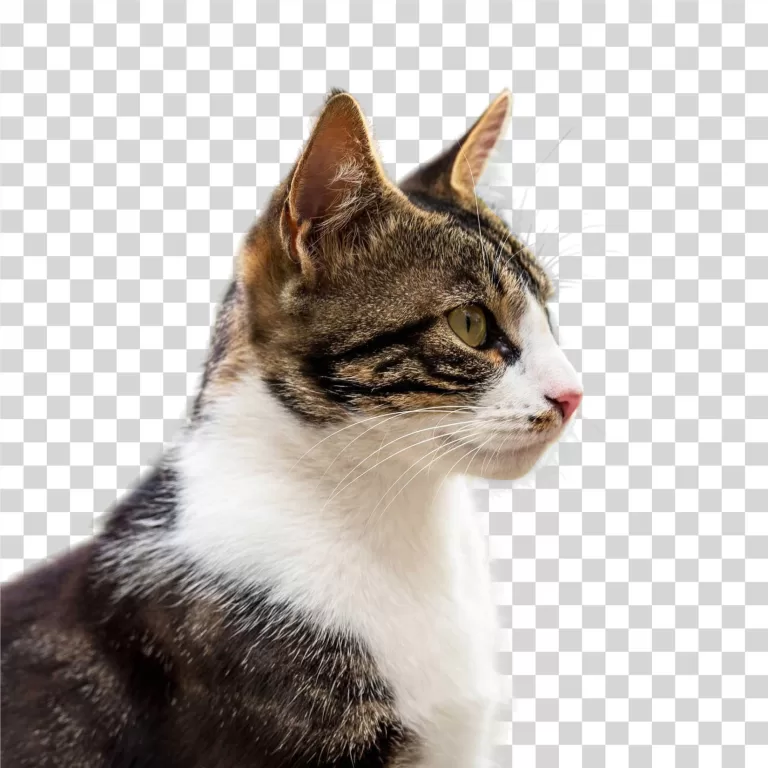 Cat Domestic Animal Feline Pet Cute Mammal PNG