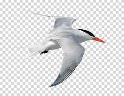 Tern Bird Seabird Ocean Bird