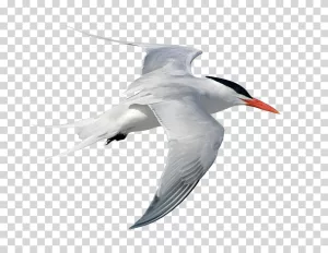 Tern Bird Seabird Ocean Bird