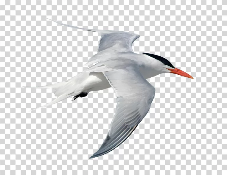 Tern Bird Seabird Ocean Bird