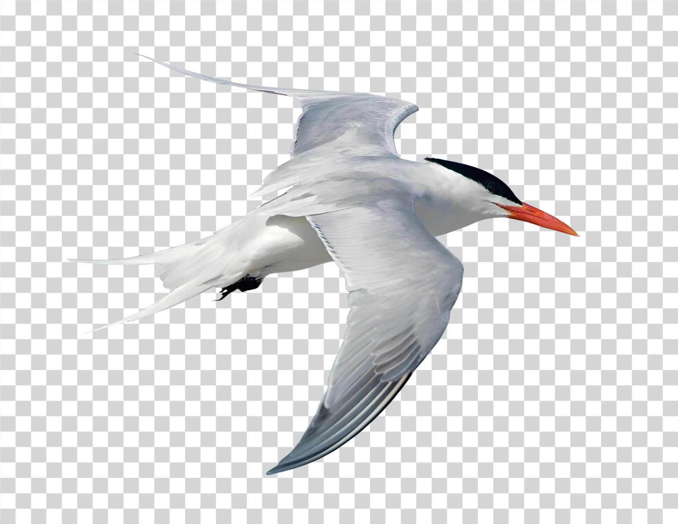 Tern Bird Seabird Ocean Bird