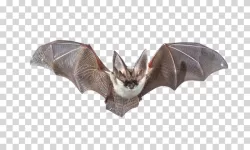 Bat Animal Flying Mammal Night Creature