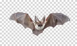Bat Animal Flying Mammal Night Creature