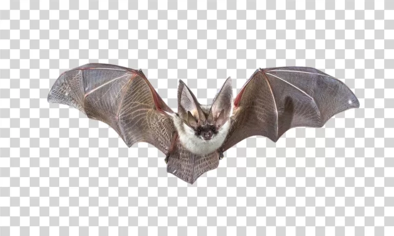Bat Animal Flying Mammal Night Creature