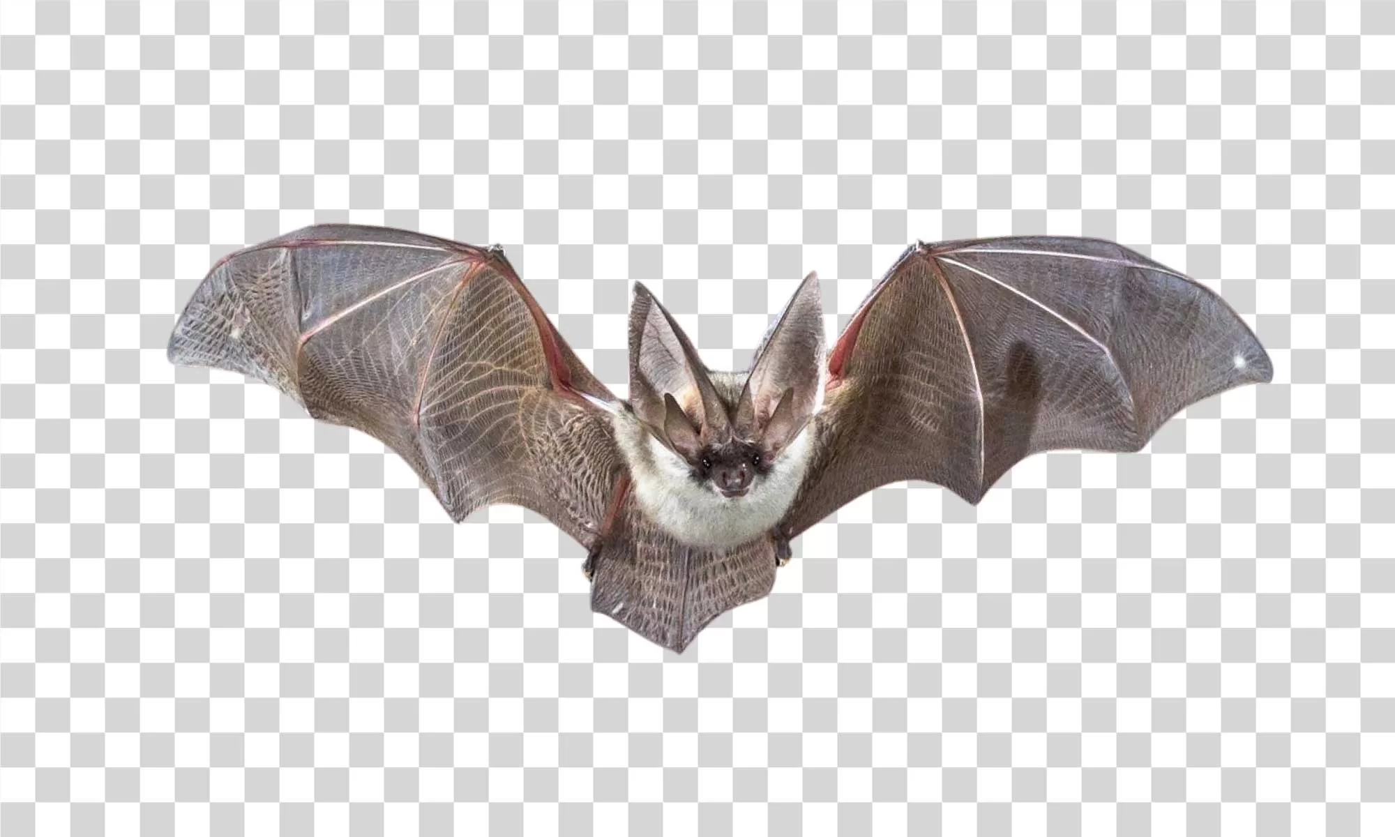 Bat Animal Flying Mammal Night Creature