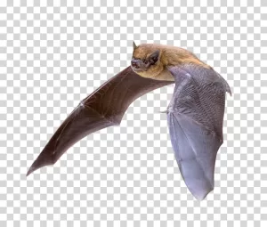 Bat Night Animal Flying Creature Wildlife Mammal PNG