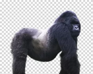 Gorilla Powerful Primate Wildlife Transparent