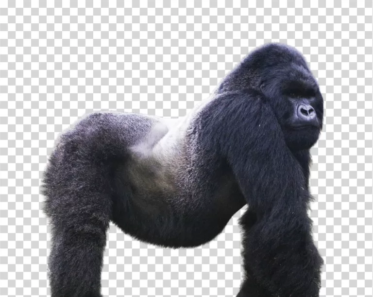 Gorilla Powerful Primate Wildlife Transparent