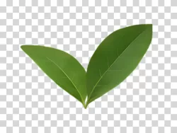 Leaf Two Green Leaves Together PNG