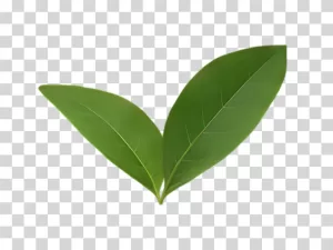 Leaf, Two Green Leaves Together, Fresh Nature Element, Transparent PNG Image Leaf Two Green Leaves Together PNG
