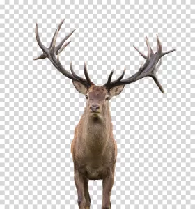 Red Deer Animal Wildlife PNG