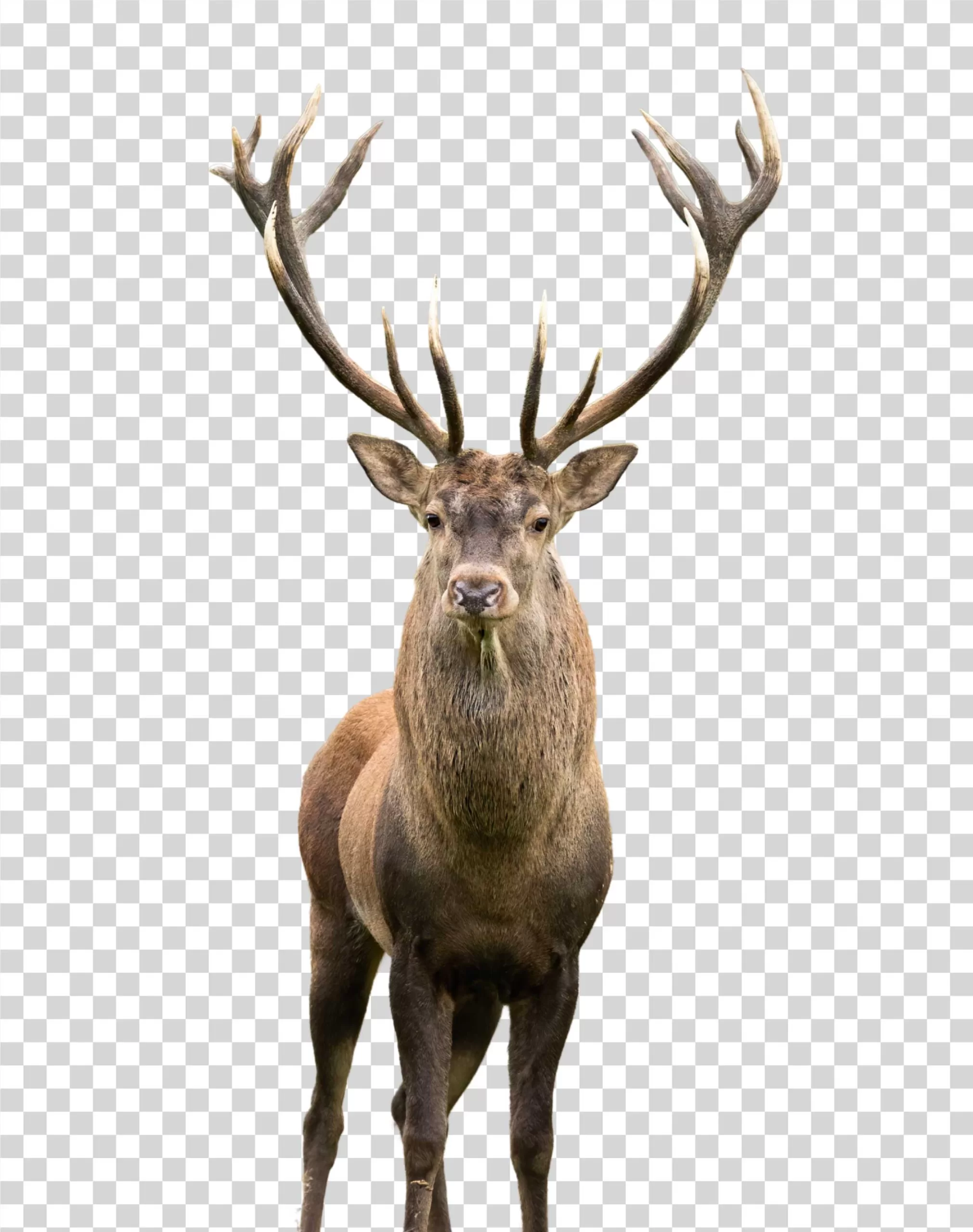 Red Deer Wild Animal PNG
