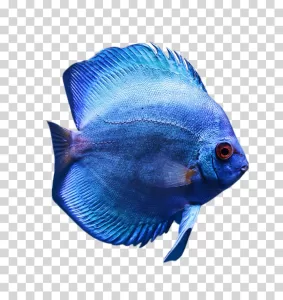 Blue Aquarium Fish PNG
