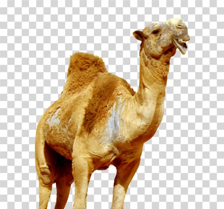 Camel Desert Animal PNG