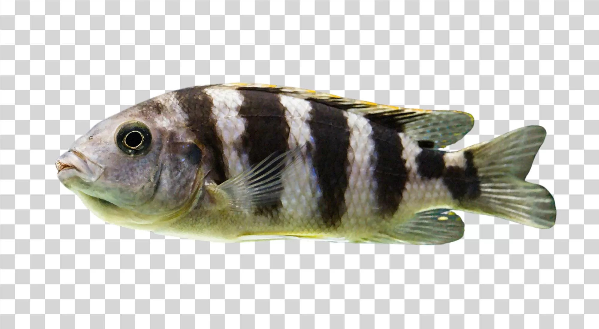 Cichlid Colorful Aquarium Fish png