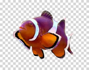 Ocellaris Clownfish Colorful Marine Fish png