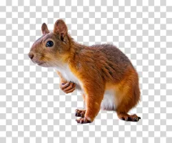 Red Squirrel Forest Rodent png transparent