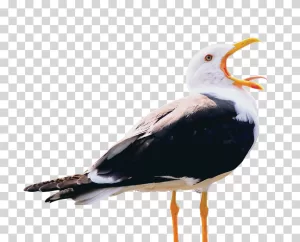 Seagull Coastal Bird PNG Image