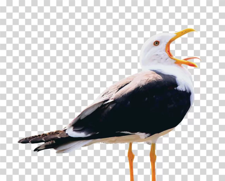 Seagull Coastal Bird PNG Image