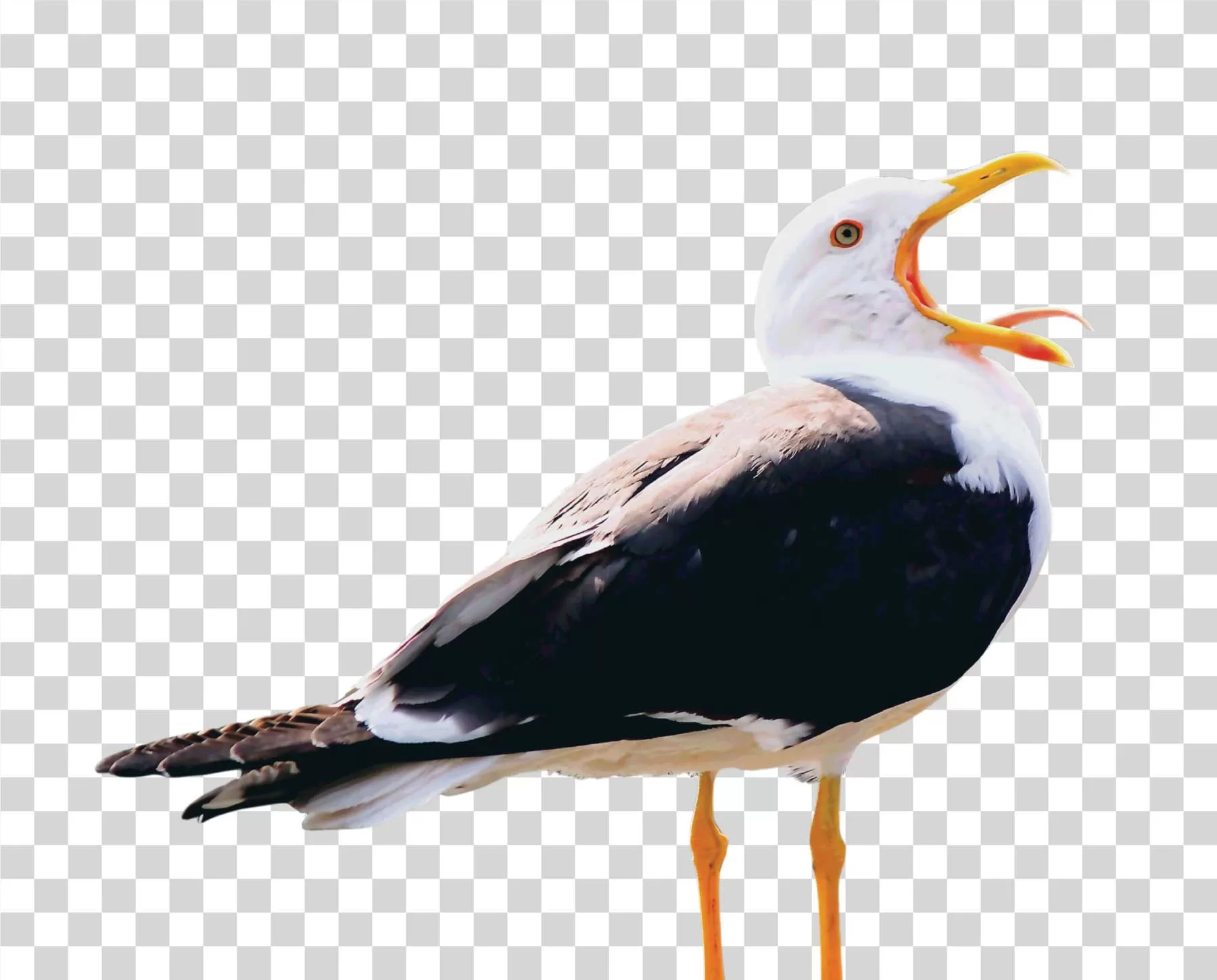 Seagull Coastal Bird PNG Image