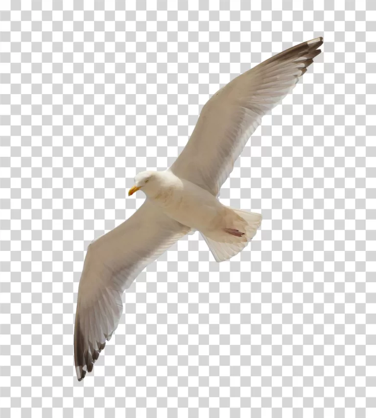 Seagull Flying with Spread Wings Transparent