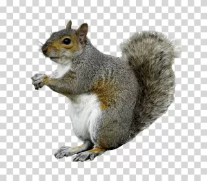 Squirrel PNG