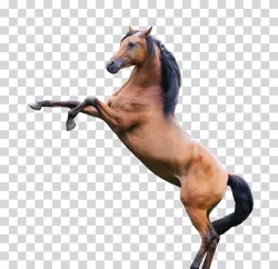 Thoroughbred Horse Racing Breed PNG