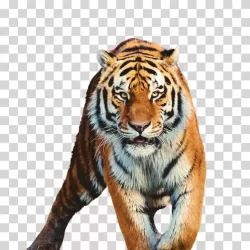 Tiger Wild Big Cat Powerful Jungle Predator Transparent