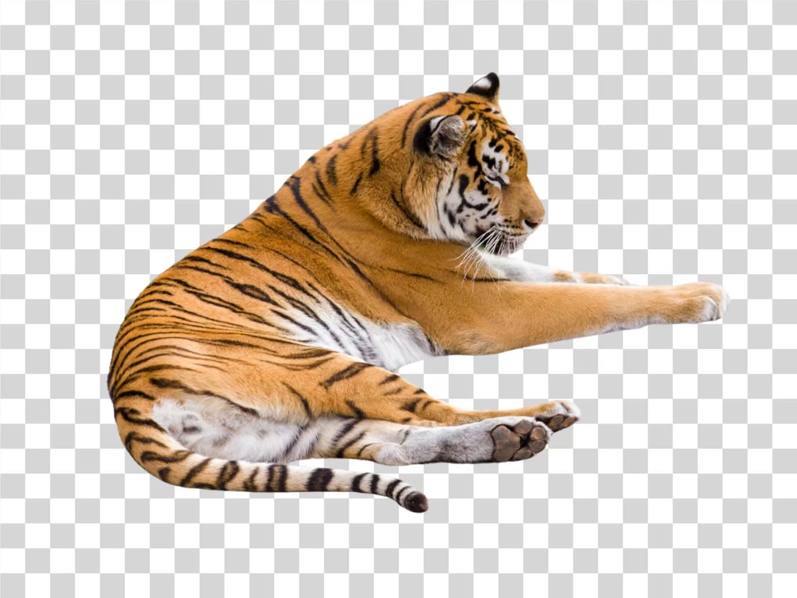 Tiger Wild Felid Jungle Hunter Striped Mammal PNG