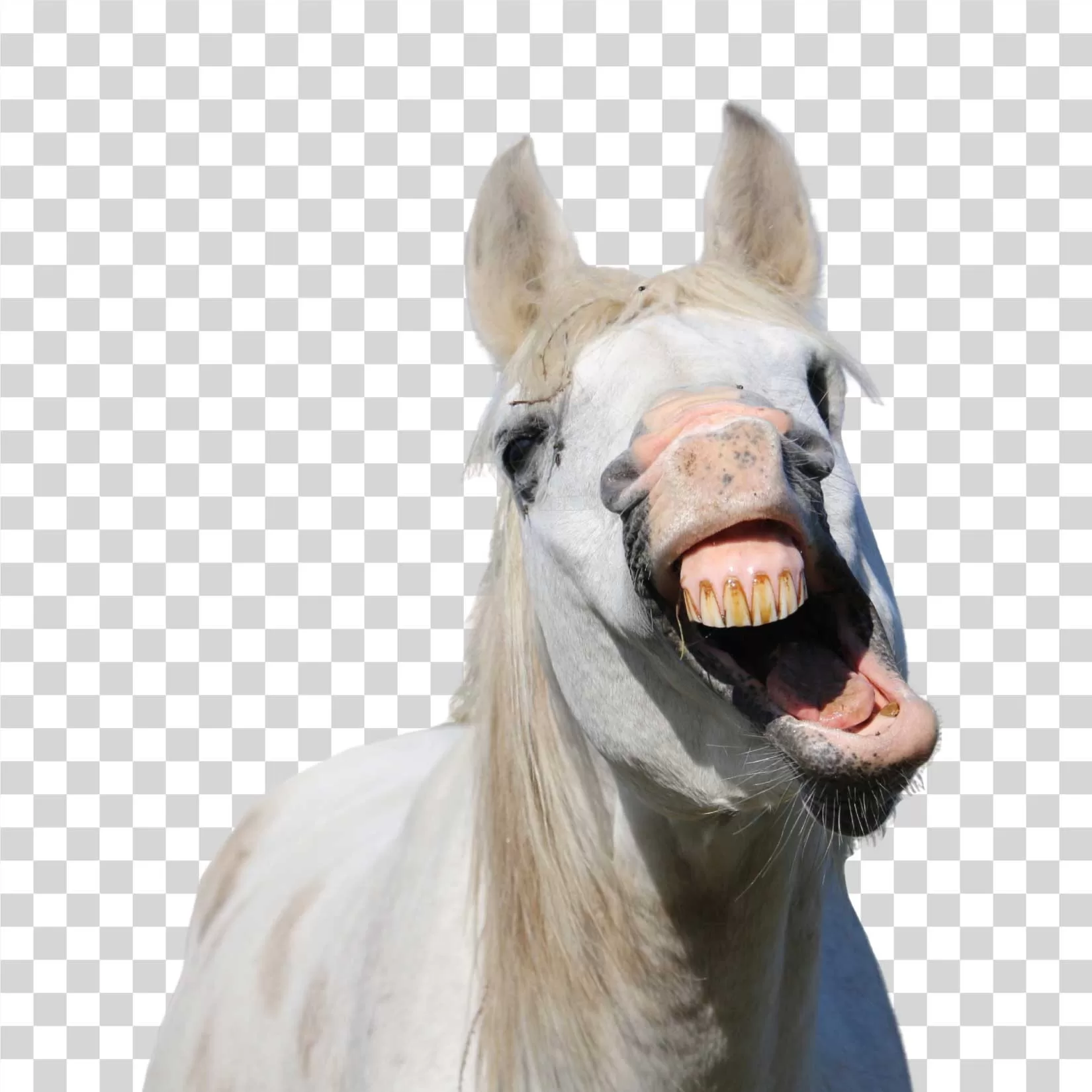 White Horse Yawning Expression Face Transparent Image