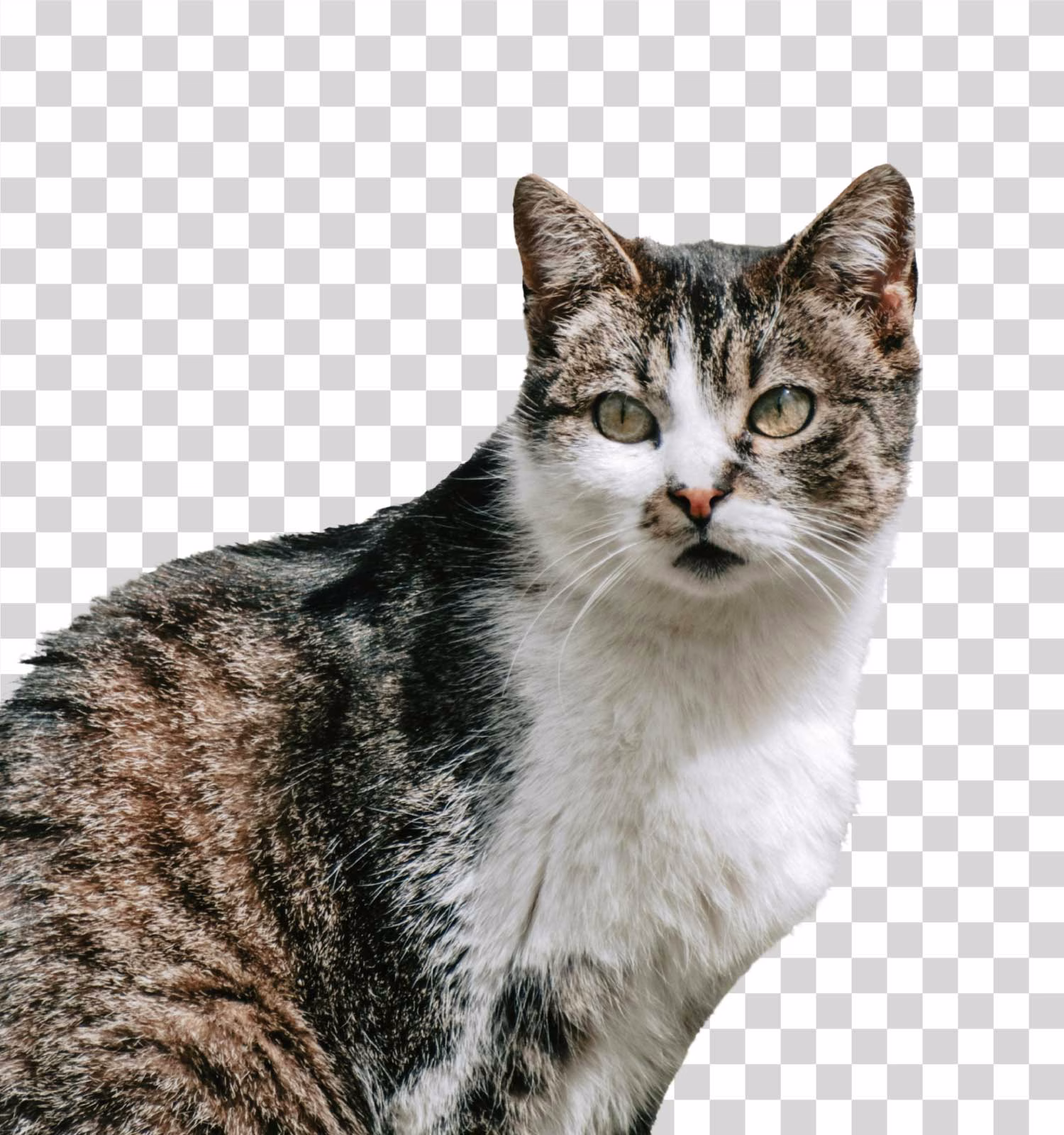 Cat Domestic Pet Animal PNG