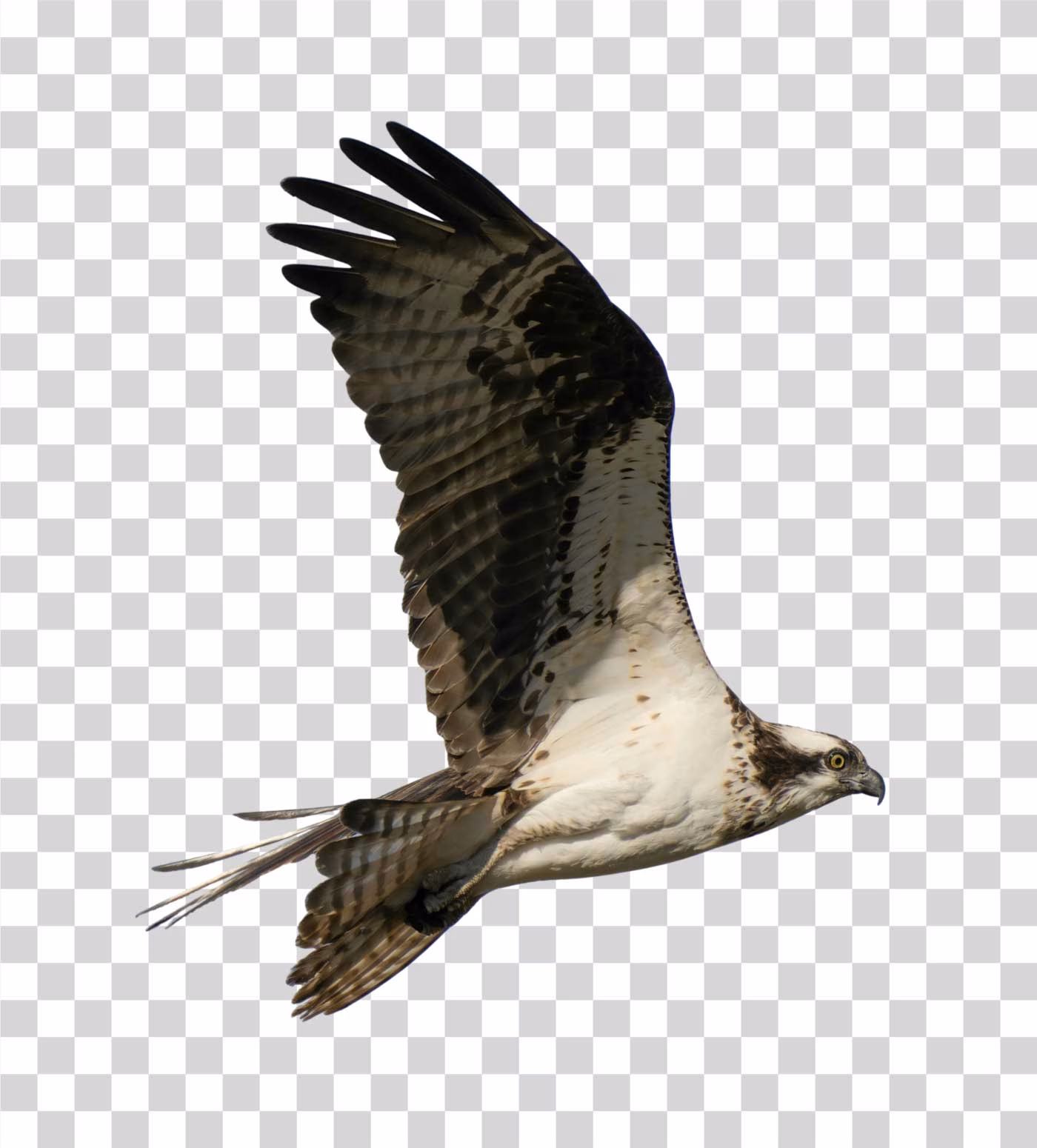 Eagle Flying Bird of Prey PNG