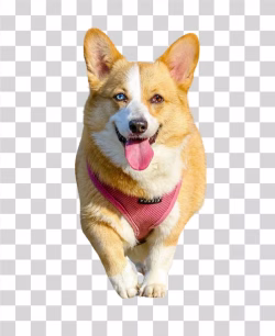 Pembroke Welsh Corgi Dog Transparent
