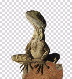 Reptile Cold-Blooded Animal PNG Image