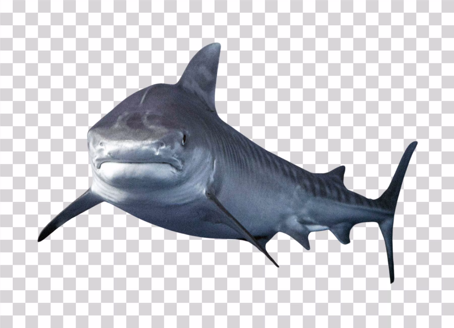 Shark Ocean Predator Transparent Free Download
