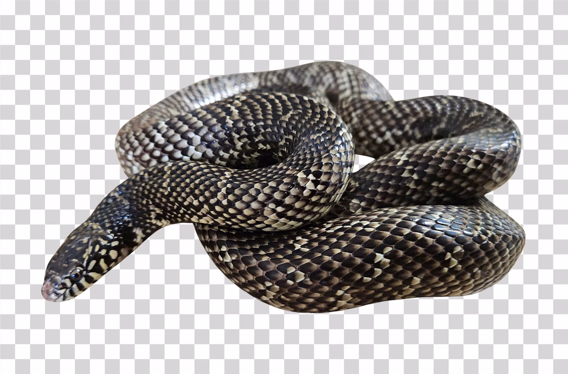 Snake Reptile Animal Transparent Image