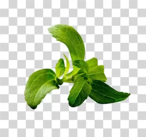 Stevia Leaf Natural Sweetener Plant PNG Image
